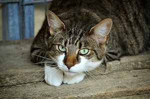 Cute Cat