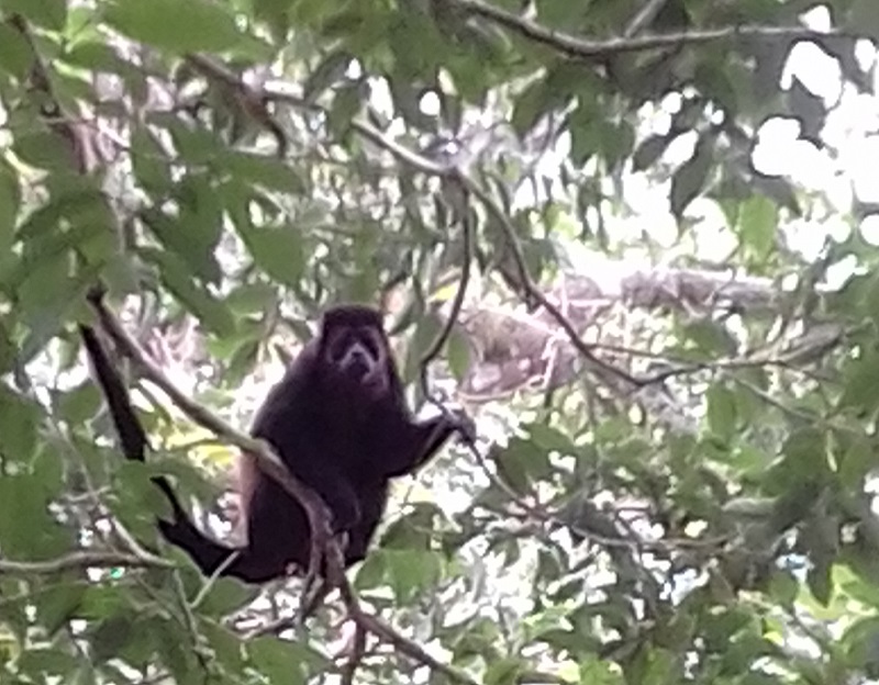 Monkey Costa Rica